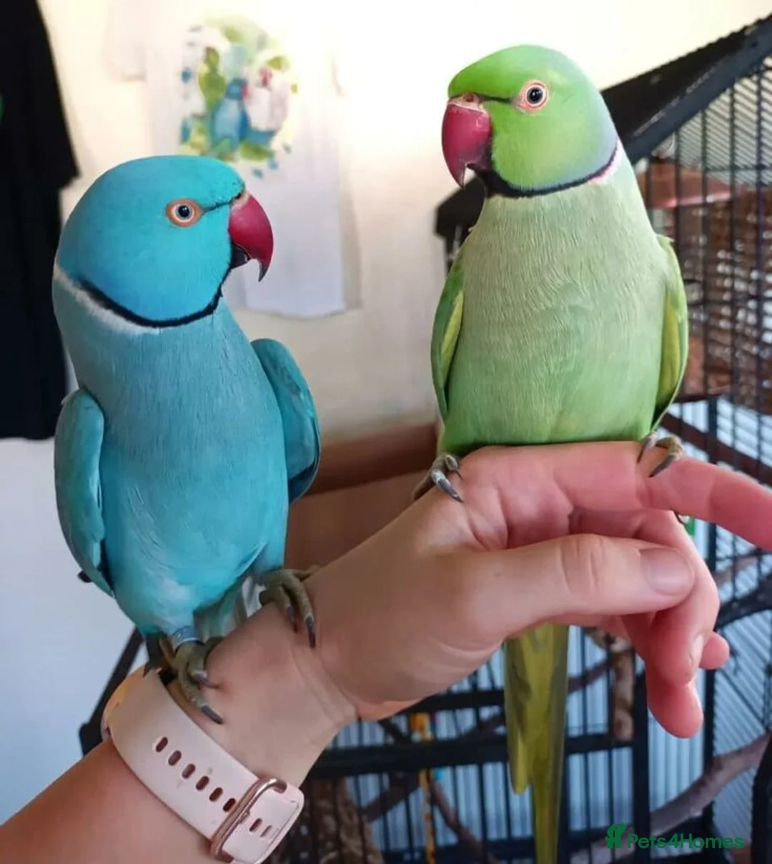 Ringnecks birds for sale: Ringneck Parrots Available!🦜🐦 - Advert 7