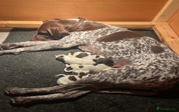 German Shorthaired Pointer dogs for sale: GSP puppies for sale - Image 13