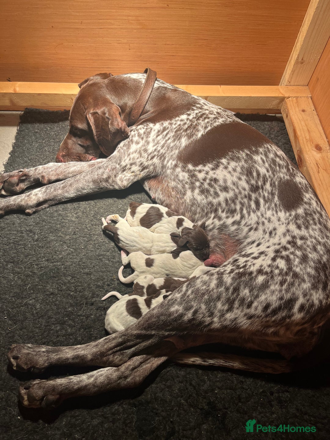 German Shorthaired Pointer dogs for sale: GSP puppies for sale - Image 13