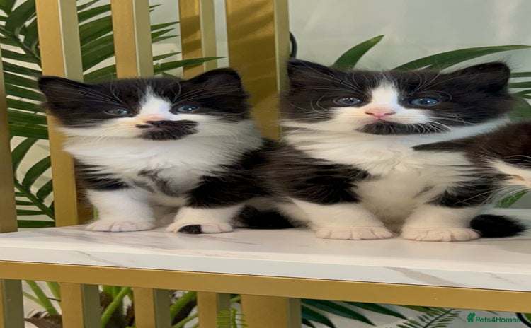 Domestic Shorthair cats - Advert 13