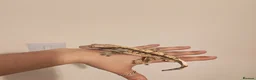 Gecko reptiles for sale: 4x Crested Geckos + Viv in Coalville - Advert 11