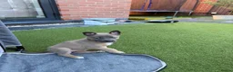 Mixed Breed dogs for sale: Border collie x Belgian Malinois  - Advert 14