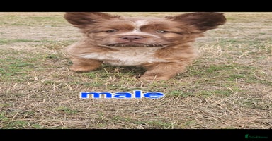 Mixed Breed dogs - Advert 4