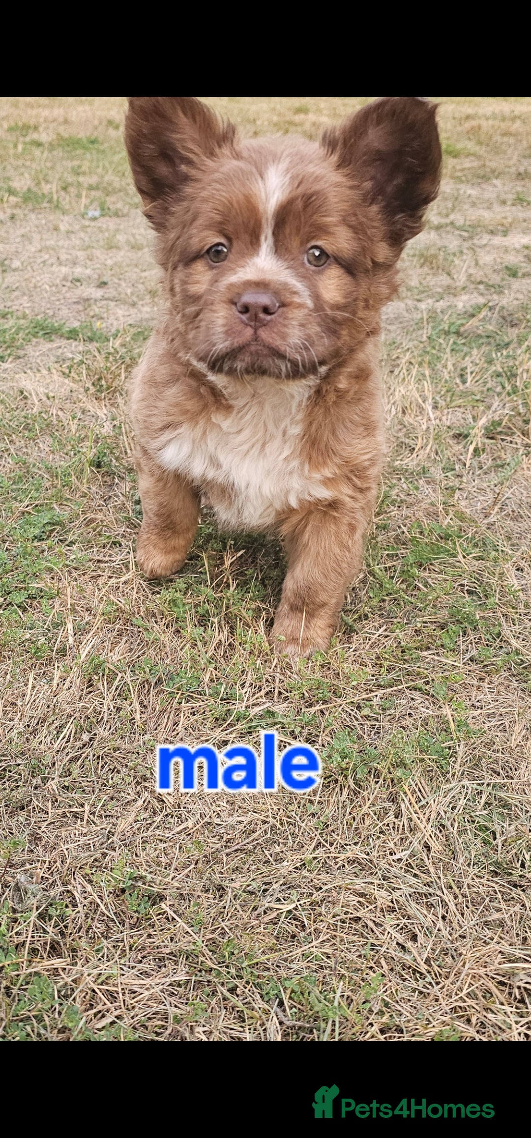 Mixed Breed dogs for sale: Chocolate frenchie X Chow carrying pink  - Image 3