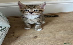 Mixed Breed cats for sale: Kittens amazing kittens  - Image 16