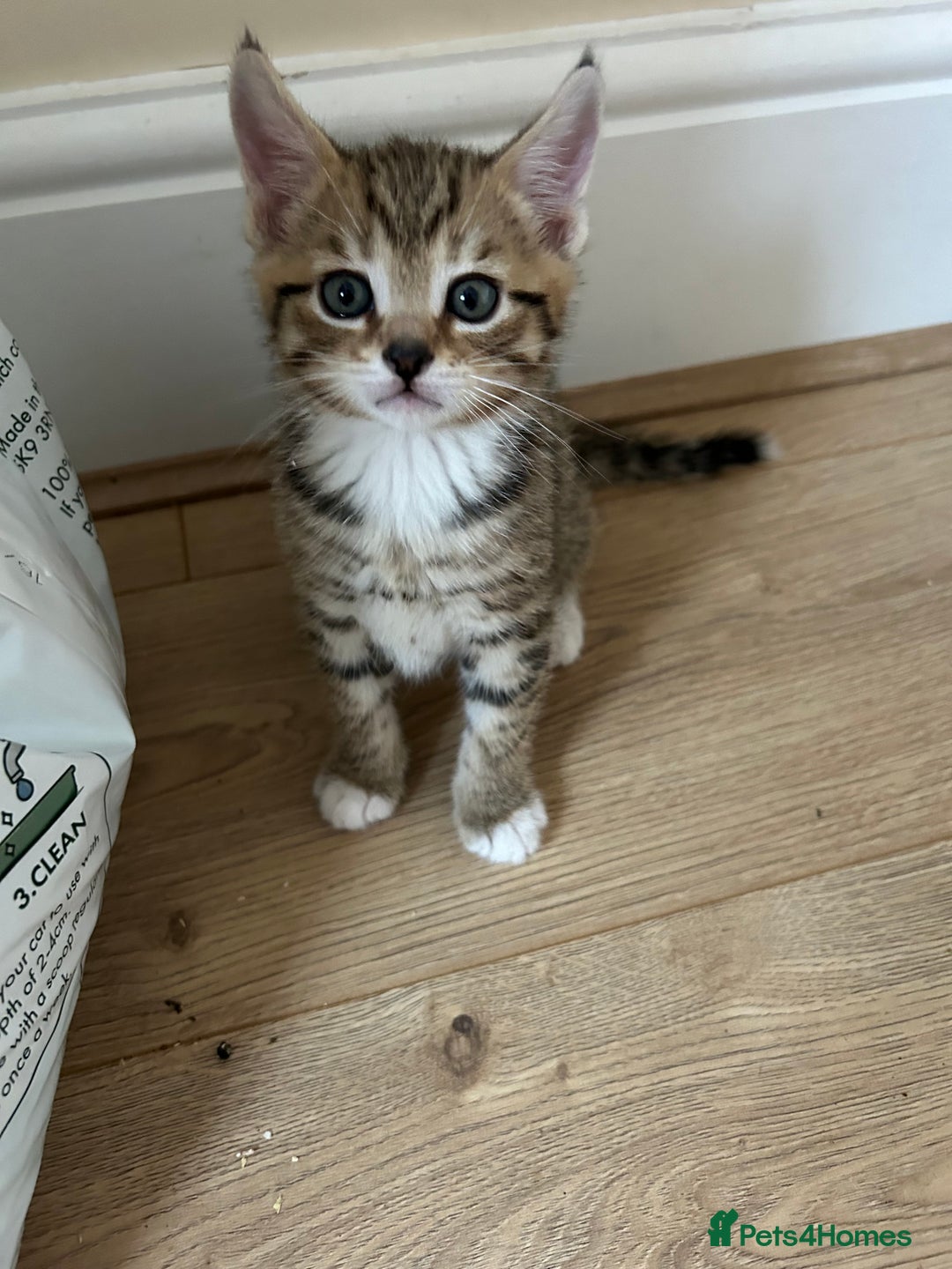 Mixed Breed cats for sale: Kittens amazing kittens  - Image 16