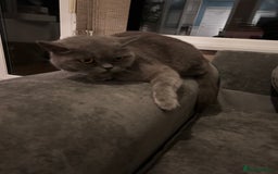 British Shorthair cats for sale: 3 Beautiful British ShortHair Cats - Image 7