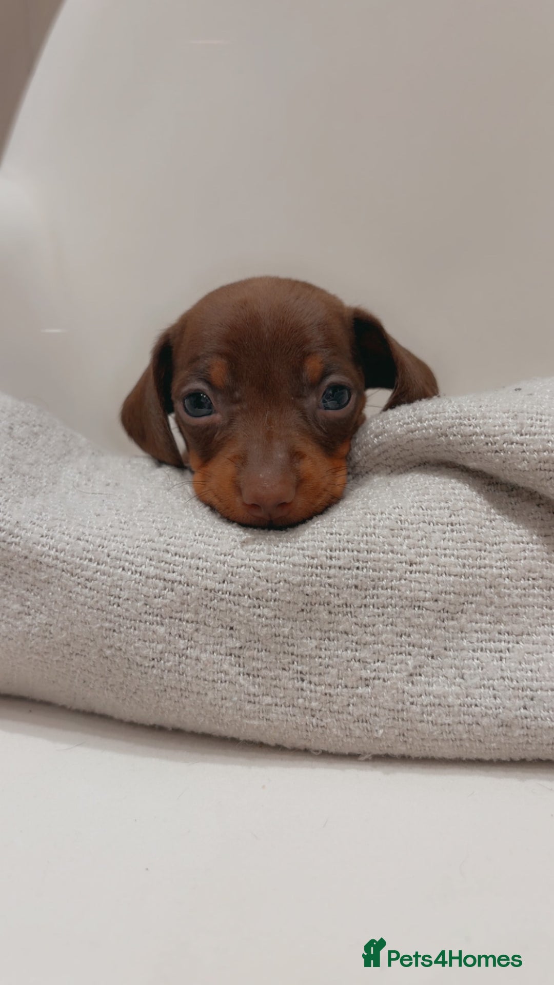 Dachshund dogs for sale: Sausage dog puppies  - Advert 12