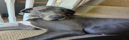 Great Dane dogs for sale: 💔🐾 Forever Home Needed 🐾💔 - Advert 8