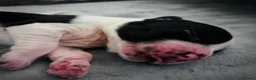 English Springer Spaniel dogs for sale: KC Registered English Springer Spaniel puppies - Advert 3
