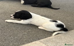 Cocker Spaniel dogs for sale: 🐾 3 KC Reg Blue Roan Cocker Spaniels for sale 🐾  - Image 5