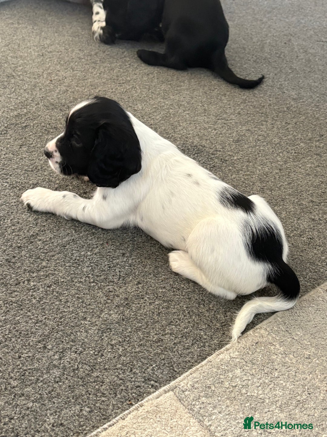 Cocker Spaniel dogs for sale: 🐾 3 KC Reg Blue Roan Cocker Spaniels for sale 🐾  - Image 5