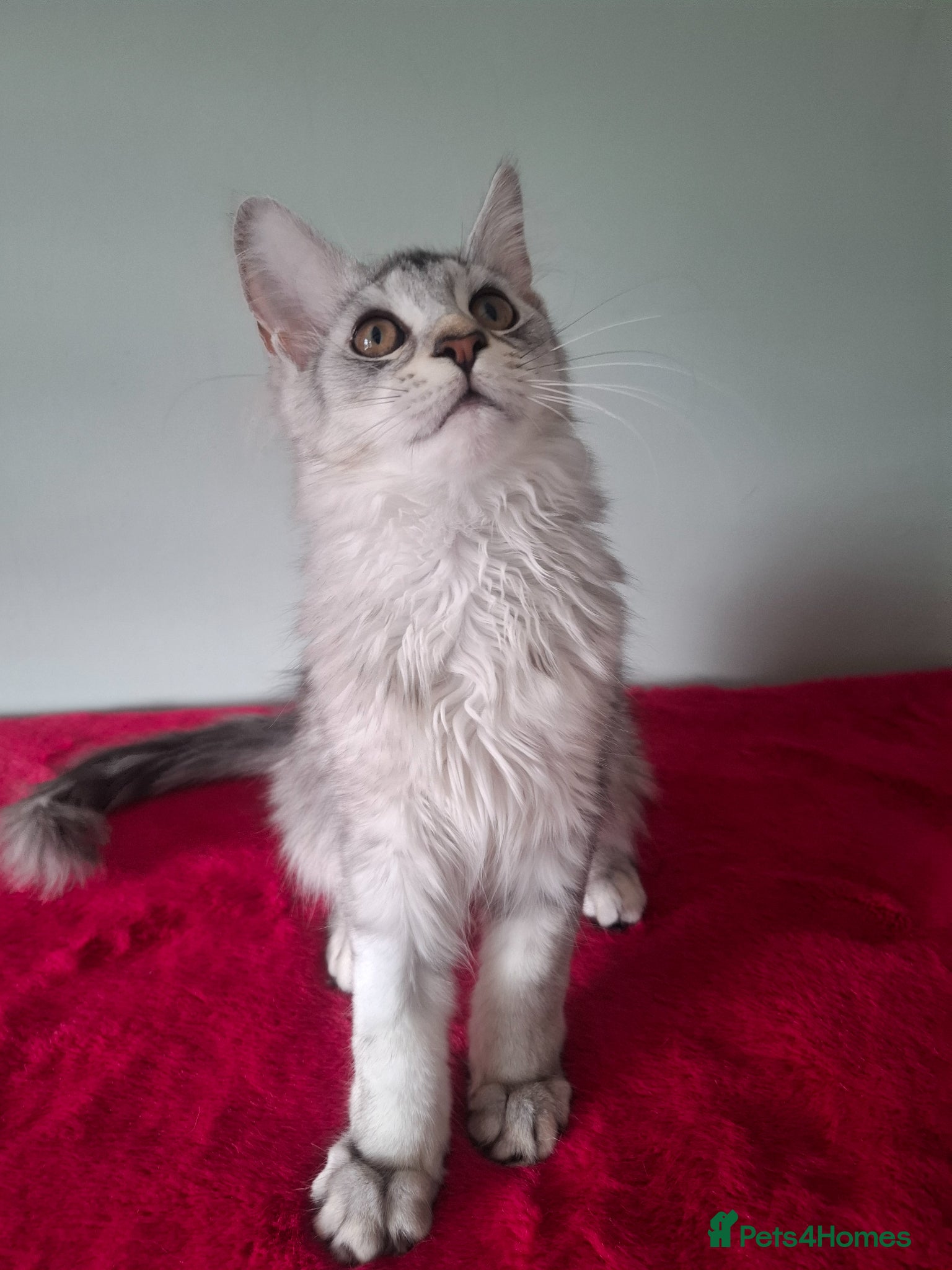 Maine Coon cats Tica Registered Maine Coon Kittens - Advert 3