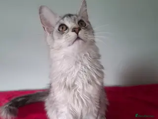 Maine Coon cats Tica Registered Maine Coon Kittens - Advert 3