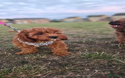 Cavapoo dogs for sale: Cavapoo dna clear  - Image 17