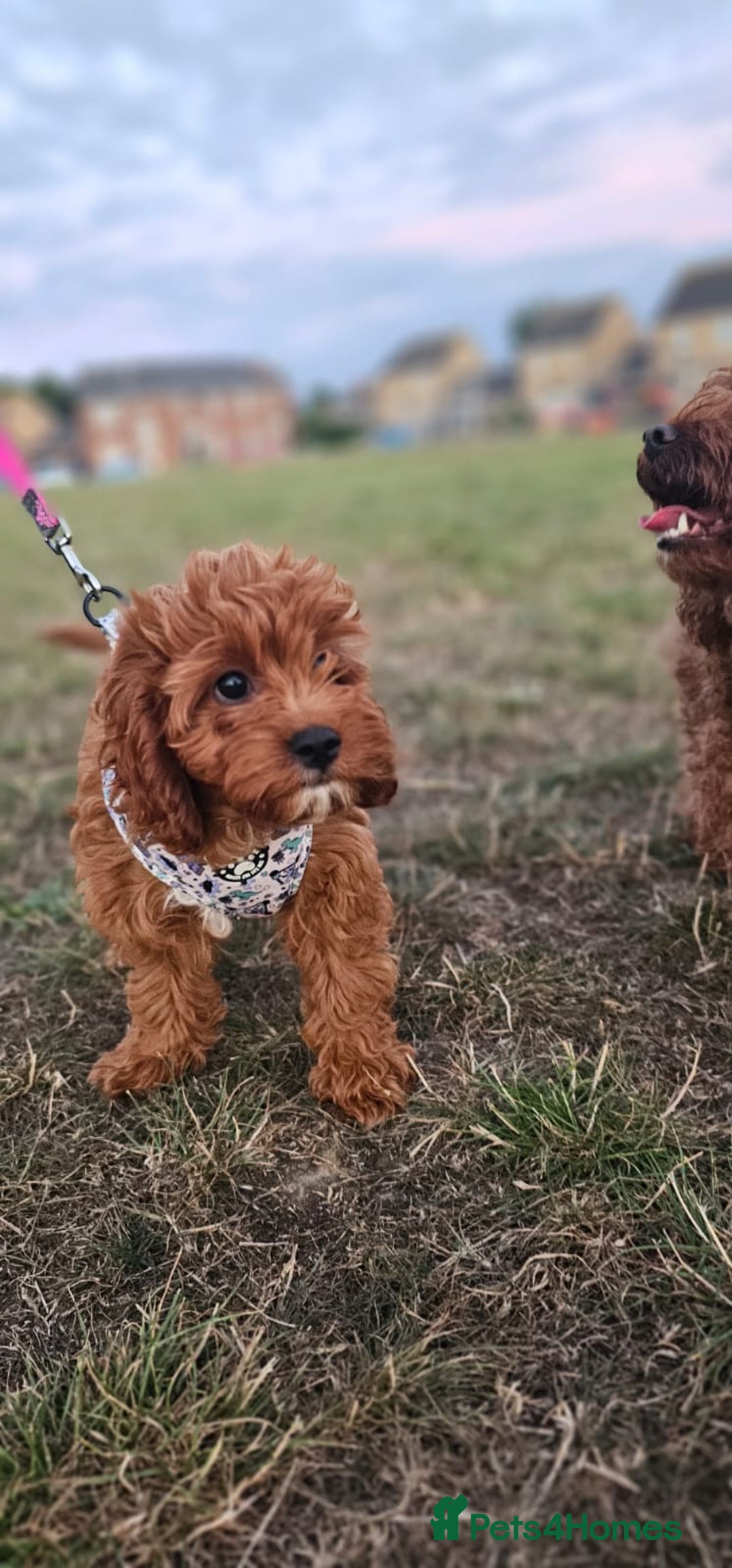 Cavapoo dogs for sale: Cavapoo dna clear  - Image 17