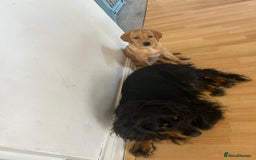 Labrador Retriever dogs for sale: Labrador puppies - Image 7