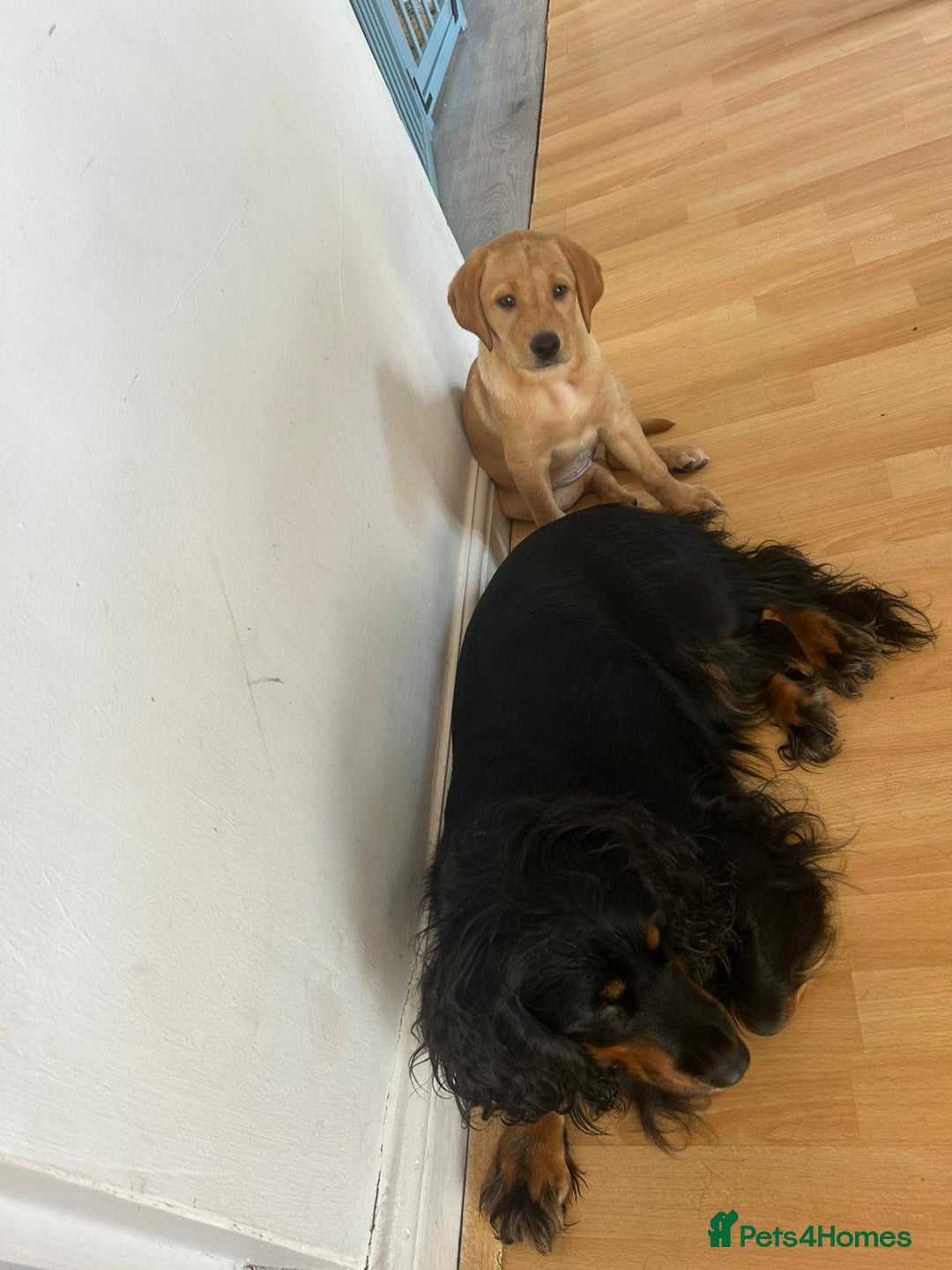 Labrador Retriever dogs for sale: Labrador puppies - Image 7