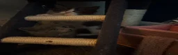 Ragcoon cats for sale: 🐾Seven Beautiful Radoll/Maincoon Kittens🐾 - Advert 8