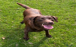 Labrador Retriever dogs for sale: Fully health tested working chocolate Labradors. - Image 8