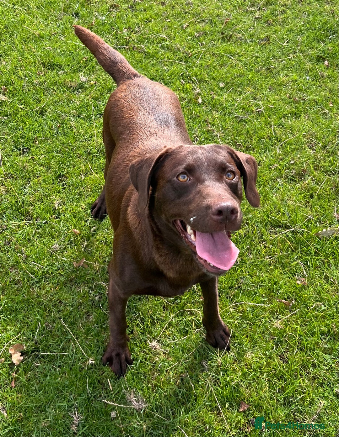 Labrador Retriever dogs for sale: Fully health tested working chocolate Labradors. - Image 8