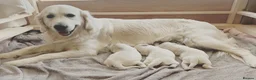 Golden Retriever dogs for sale: Cream Golden Retriever Puppies soon to be born  in Boston - Advert 5