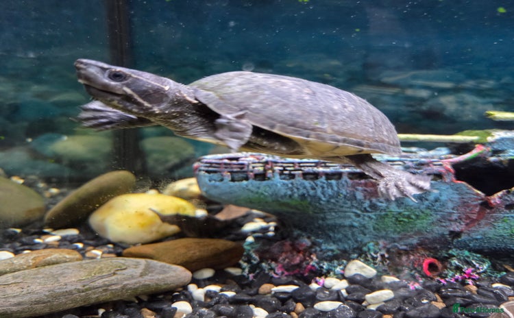 Turtle reptiles - Advert 2