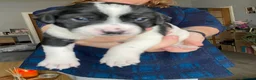 Mixed Breed dogs for sale: The cutest things looking for loving homes in Fraserburgh - Advert 7