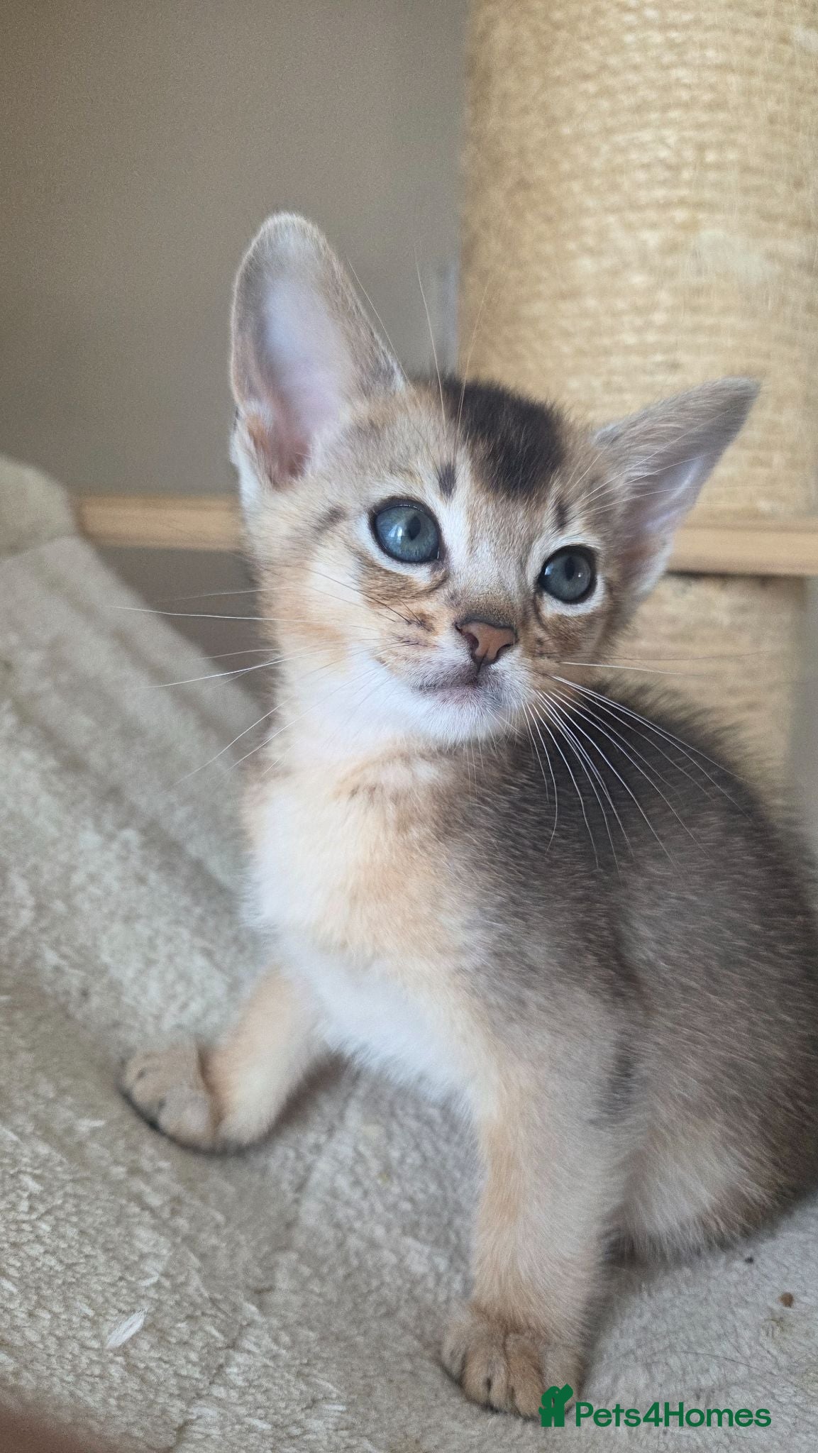 Abyssinian cats 2 Adorable Abyssinian kittens - TICA registered❤️ - Advert 2