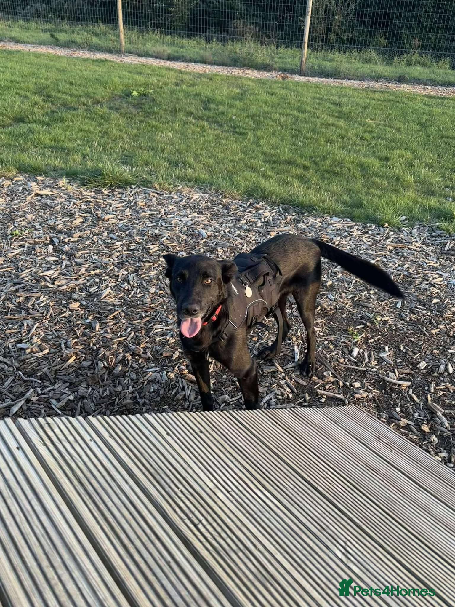 Mixed Breed dogs 🐾❤️HENNESSY — THE DOG WHO STAYS BY YOUR SIDE ❤️🐾 - Advert 2