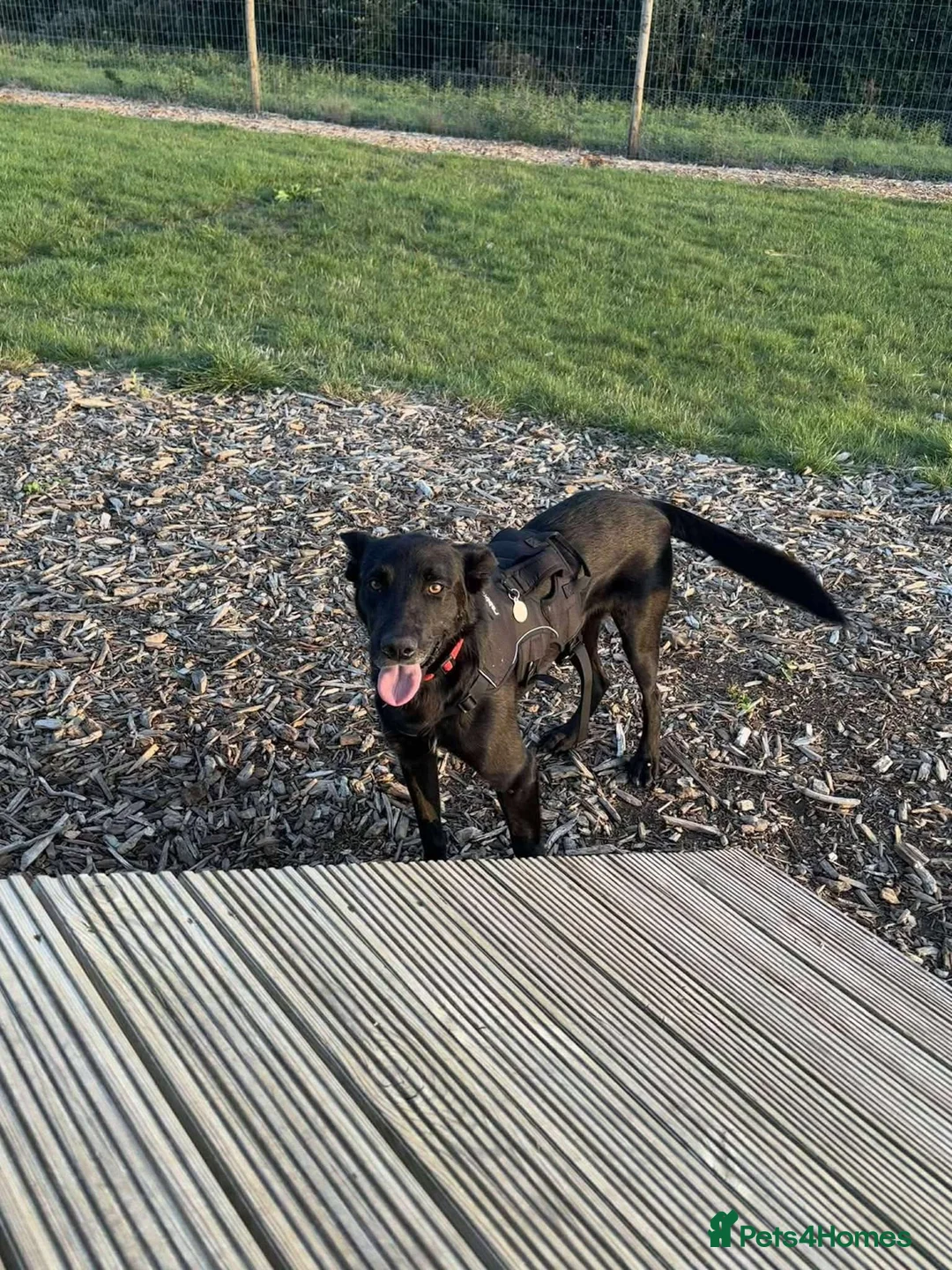 Mixed Breed dogs for sale: 🐾❤️HENNESSY — THE DOG WHO STAYS BY YOUR SIDE ❤️🐾 in Barnet - Advert 2