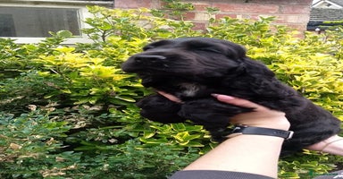 Cocker Spaniel dogs - Advert 3