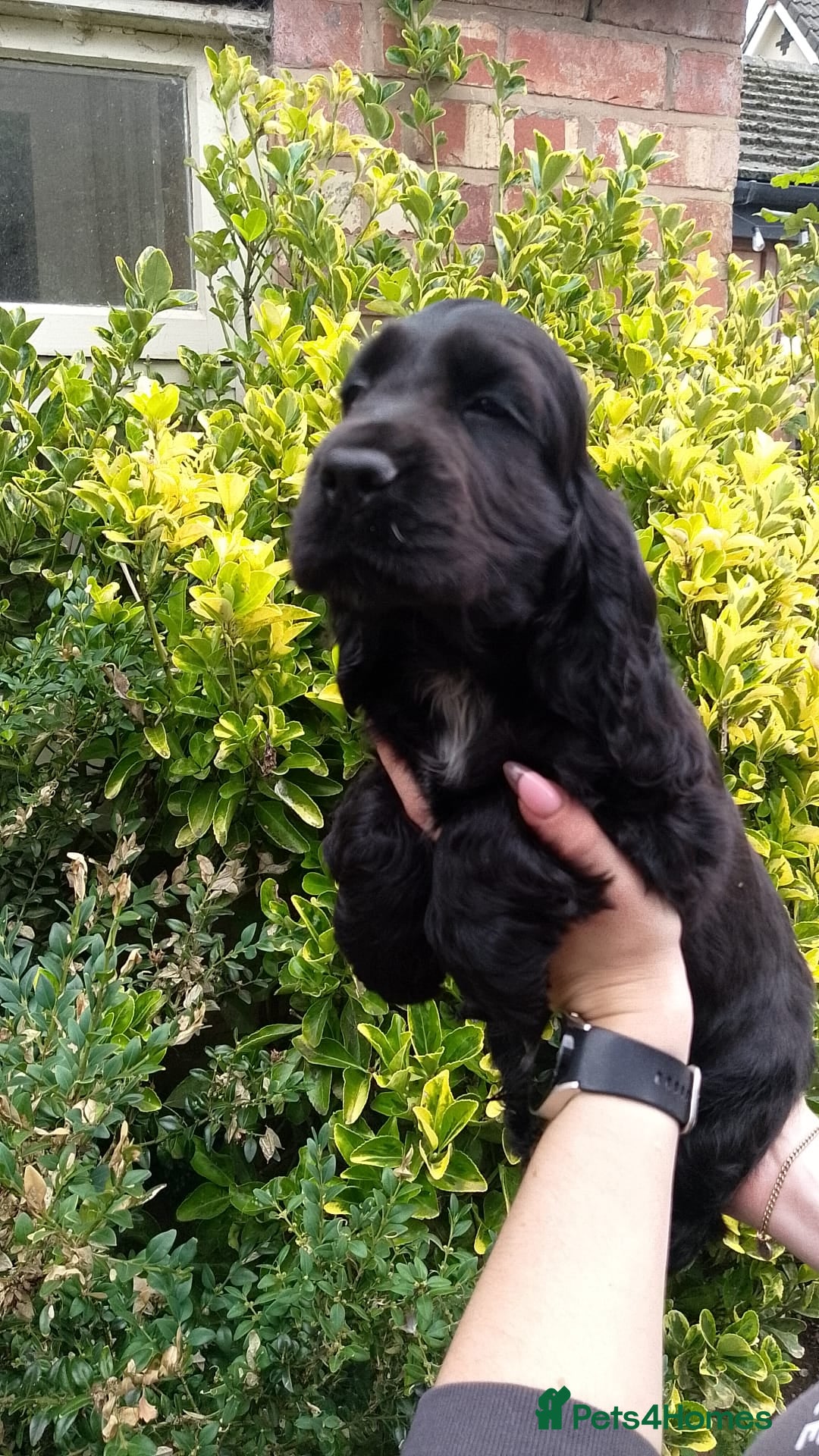 Cocker Spaniel dogs for sale: KC Registered Show type Cocker Spaniels  - Image 3
