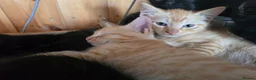 Ragdoll cats for sale: Six half ragdoll kittens, four black, two ginger - Advert 10