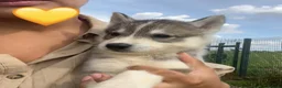 Siberian Husky dogs for sale: Ready Now - KC Registered male pup - Advert 5