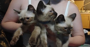 Ragdoll cats - Advert 12