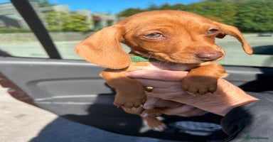 Miniature Dachshund dogs - Advert 9