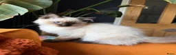 Ragdoll cats for sale: Stunning Ragdoll kittens  - Advert 9