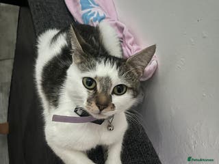 Mixed Breed cats 1 black and white female kitten - Advert 1