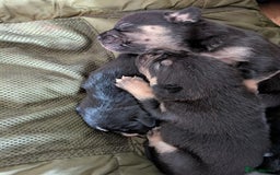 Mixed Breed dogs for sale: Beautiful French Bulldog x Border Collie Puppies - Image 3