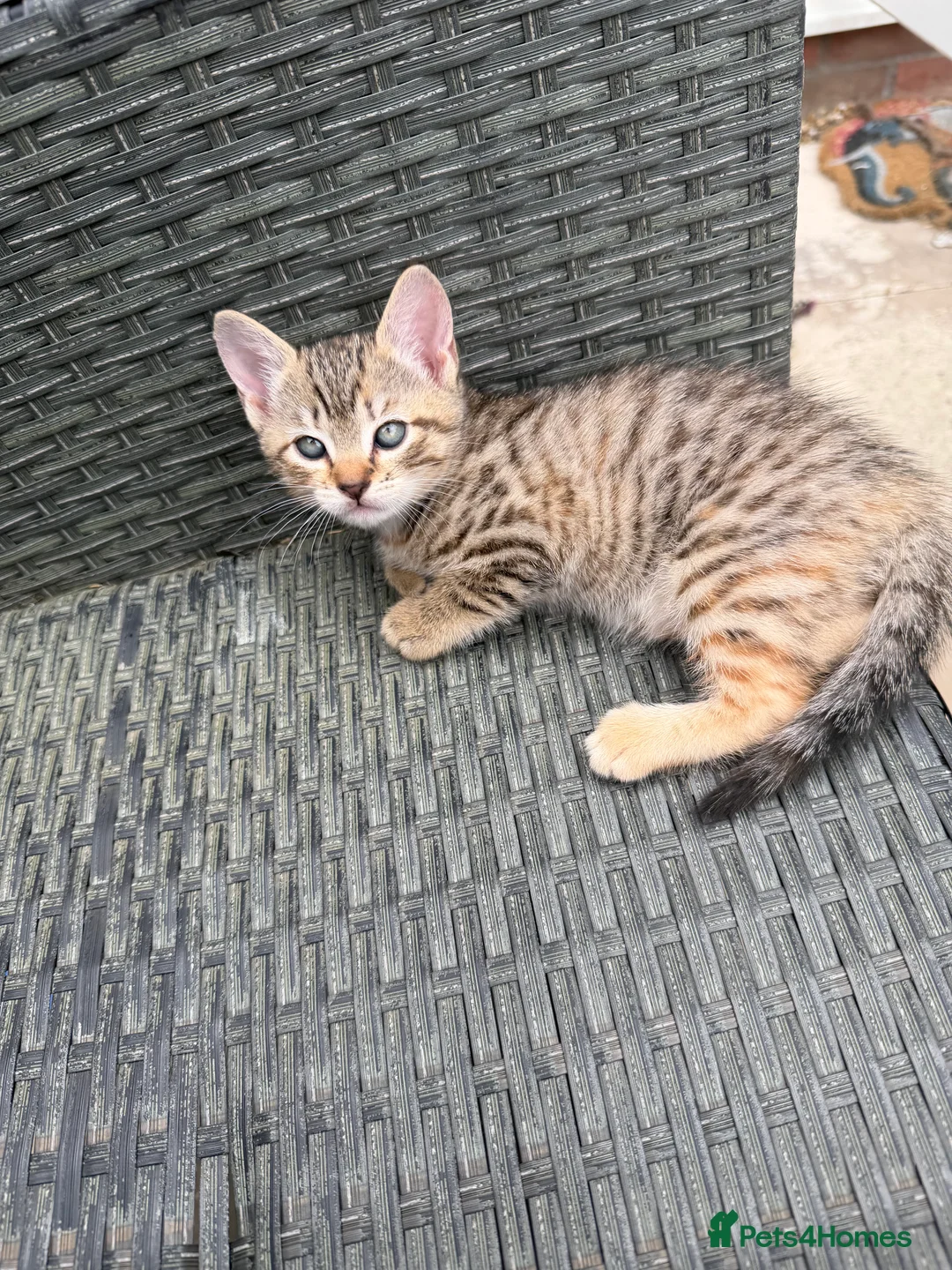Mixed Breed cats for sale: 3 kittens available now - Advert 2