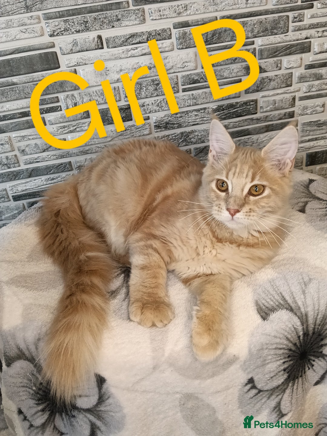 Maine Coon cats for sale: Maine coon kittens 'PuuureLove'  - Image 3