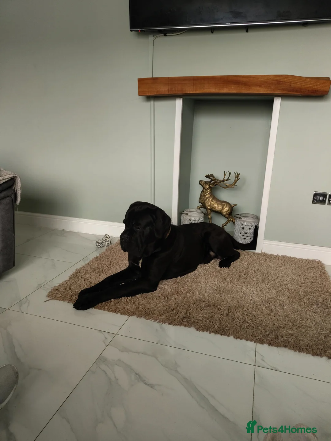 Mixed Breed dogs for sale:  Neapolitan Mastiff x Cane Corso Female Puppies  - Advert 5