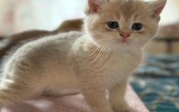 British Shorthair cats for sale: Ready now golden BSH - Image 14