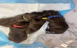 Mixed Breed dogs for sale: Beautiful Family-Raised Sheprador Puppies - Image 18