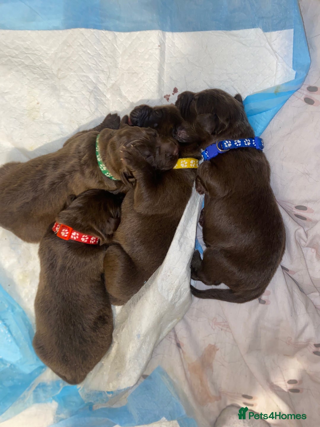 Mixed Breed dogs for sale: Beautiful Family-Raised Sheprador Puppies - Image 18