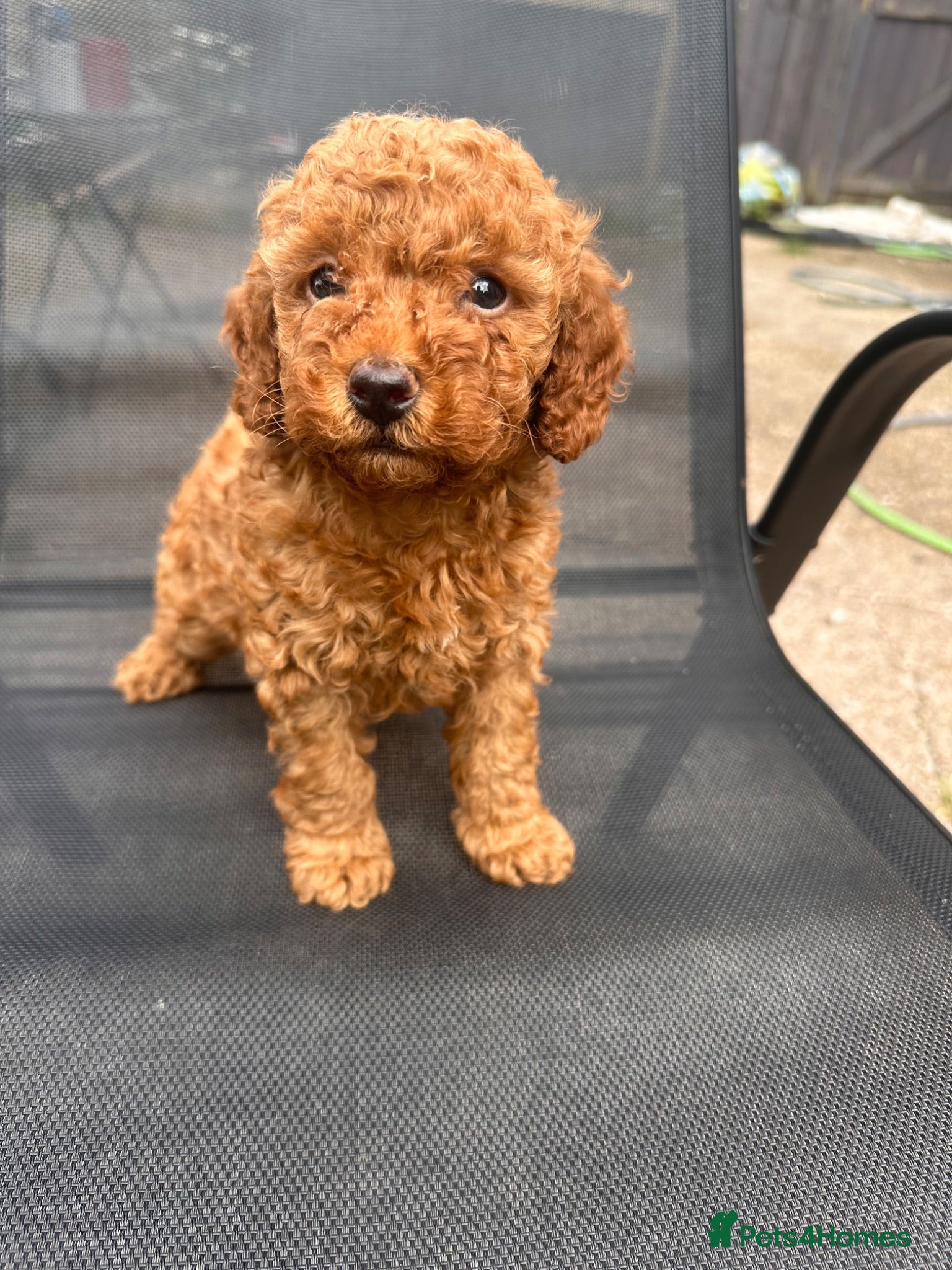 Toy Poodle dogs extensively health tested Stunning toy poodles  - Advert 9