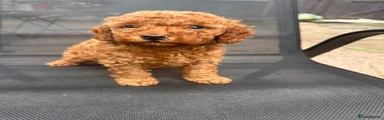 Toy Poodle Puppy 4