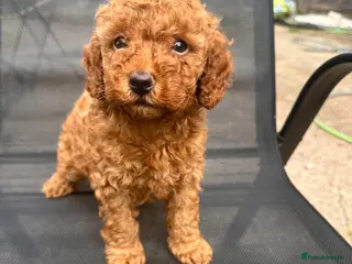Toy Poodle dogs extensively health tested Stunning toy poodles - Advert 4