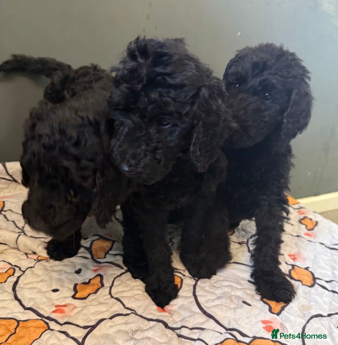 Labradoodle dogs for sale: F,1,B Standard labradoodles,READY FOR THERE HOMES  - Image 14